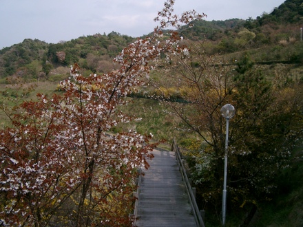Stairs under a cherry blossom.