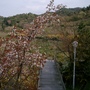 Stairs under a cherry blossom.