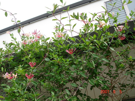 Honeysuckle (Lonicera heckrottii)