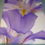 Iris print on canvas