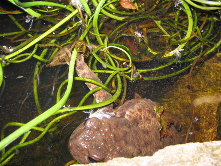 Mr toad - warts and all.