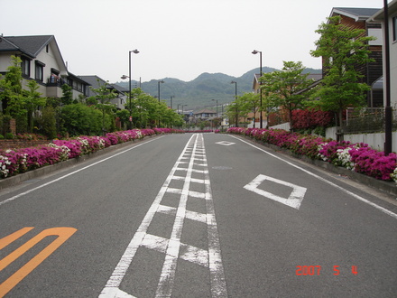Azalea (Rhododendron)