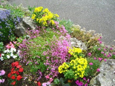 Calceolaria
