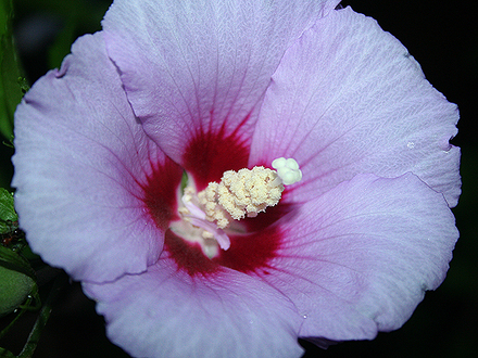 6-30-08_021.HIBISCUS
