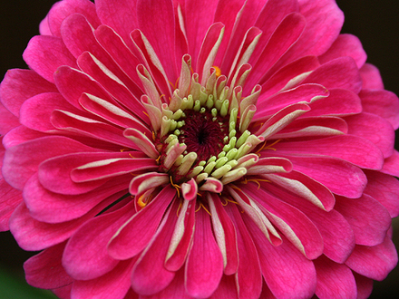 6-30-08_057PINK ZINNIA