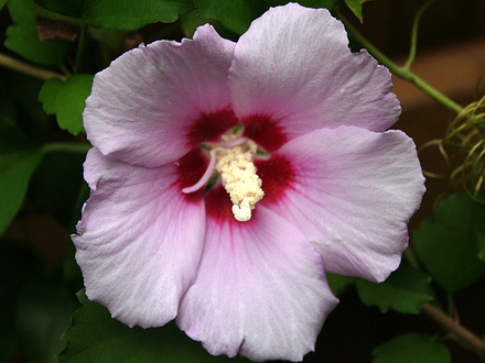 6-30-08_058.HIBISCUS