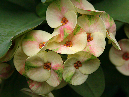 6-30-08_064.EUPHORBIA MILLII---