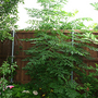 6-30-08_066