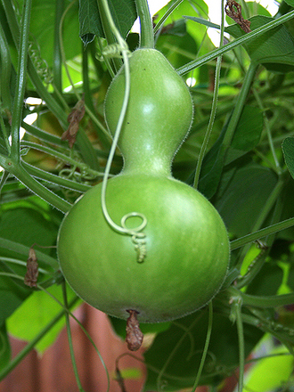 6-30-08_067.ORNAMENTAL GOURD