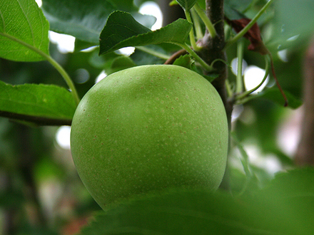 6-30-08_071.YELLOW APPLE