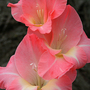 6-30-08_073