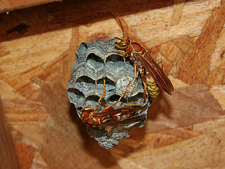 6-30-08_091.WASP!!!!!!!!!!!!!!! OMG!
