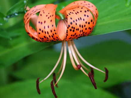 6-30-08_100.TIGER LILY