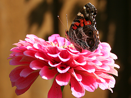 6-30-08_106.ZINNIA AND MISS BUTTERFLY