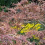 ACER IN RUINS