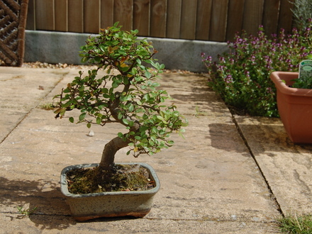 Bonsai Chinese Elm (Ulmus parvifolia (Chinese Elm))