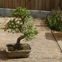 Ulmus parvifolia