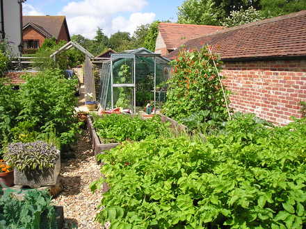 veg garden