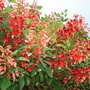Coral tree flowers (Erythrina crista-galli)