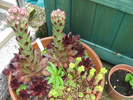 Sedums