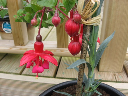Sattelite Fuchsia