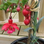 Sattelite Fuchsia