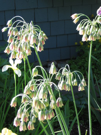 formerly allium siculum  Sicilian honey garlic ((nectaroscordum siculum))