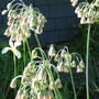 formerly allium siculum  Sicilian honey garlic ((nectaroscordum siculum))