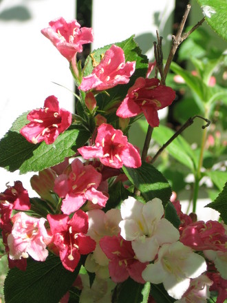 weigela (Weigela florida (Weigela))
