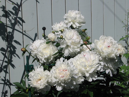 Peony  Festiva Maxima (Paeonia officinalis (Double Peony))