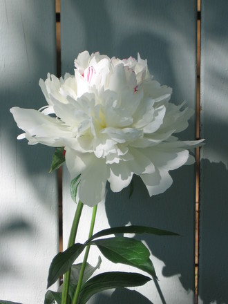 Peony  Festiva Maxima (Paeonia officinalis (Double Peony))