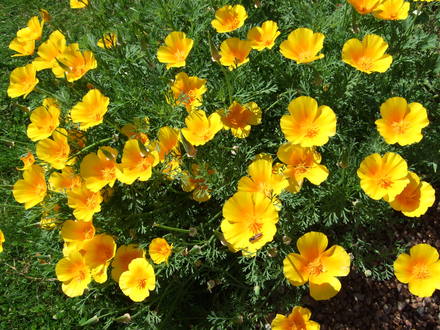 Escholzia (Escholzia)