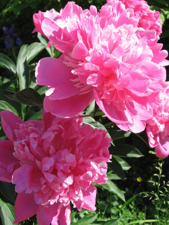 peony (Paeonia officinalis (Double Peony))