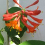honey suckle Dropmore Scarlet (lonicera)