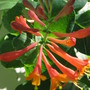 honey suckle Dropmore Scarlet (lonicera)