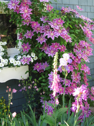 clematis Dr Ruppel