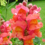 Antirrhinum