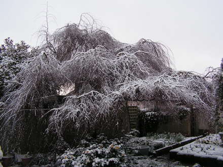 Snowy Betula Pendula