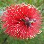 Kunzea_baxteri