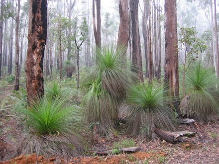 Forest (Eucalyptus marginata)