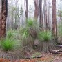 Forest1