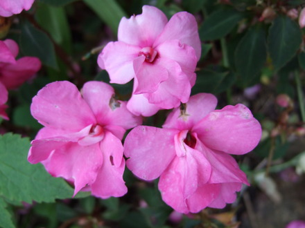 Busy Lizzy (Impatiens)