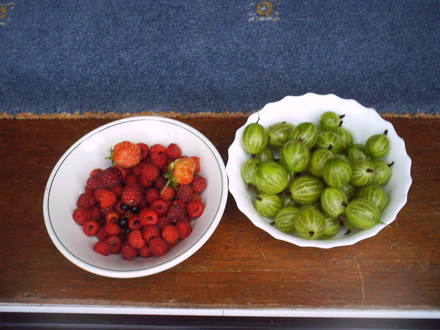 fruit_picked_today.jpg