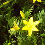 yellow_lilys.jpg