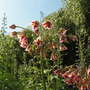 Pict0425