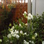 white_sweetpeas.jpg