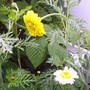 wild_flowers1.jpg