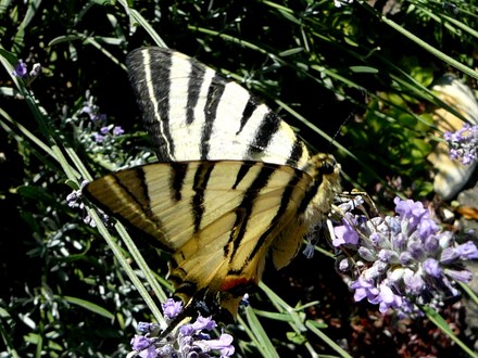 Scarce swallowtail butterfly