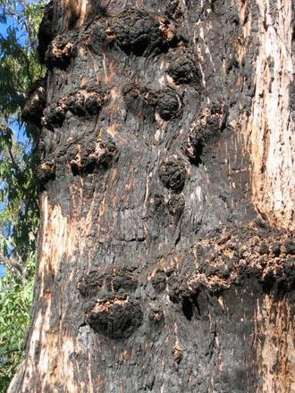 Marri trunk (Eucalyptus calophylla)