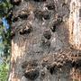 Red_gum_tree_trunk